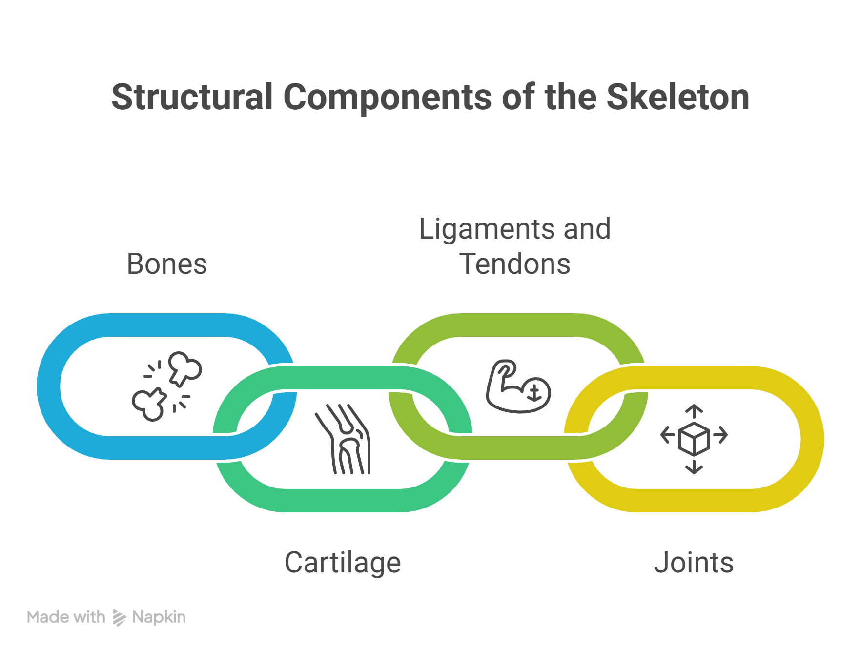 Parts of the Skeleton